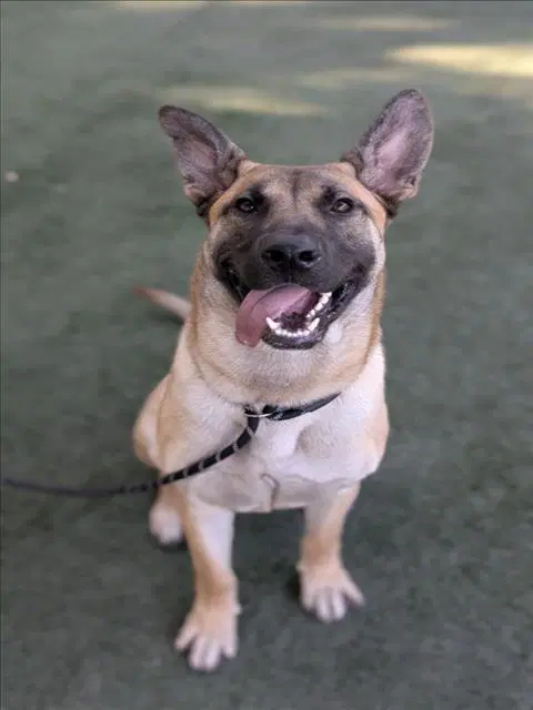 Rocko - German Shepherd Dog