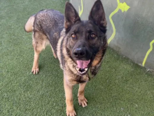 Felina - German Shepherd Dog