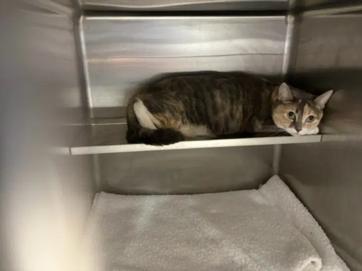 Chea - Domestic Short Hair