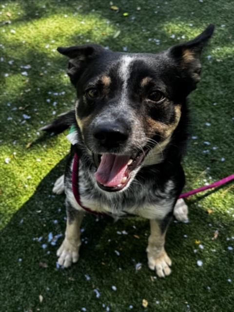PETE, a dog for adoption from West Valley Animal Care and Control Center