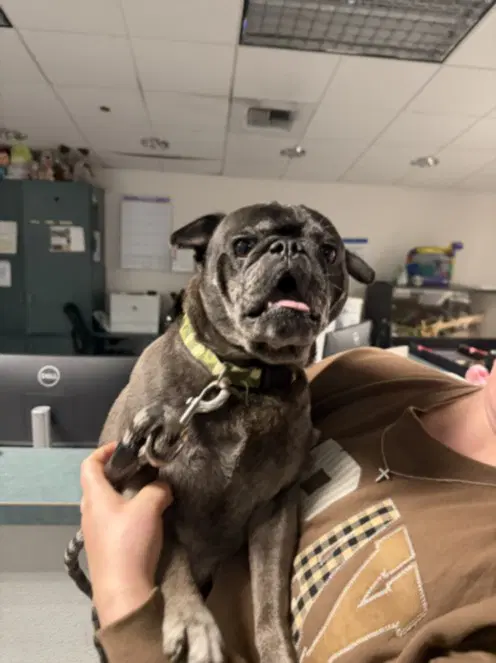 Duke - Pug