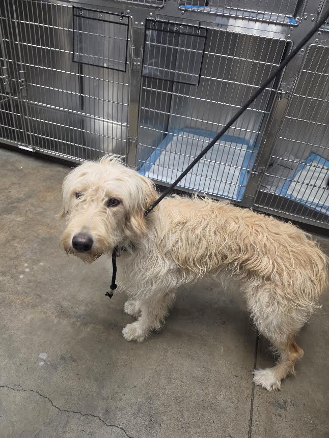 Star Dust - Golden Retriever