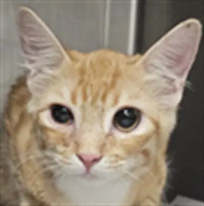 Magnus - Domestic Short Hair