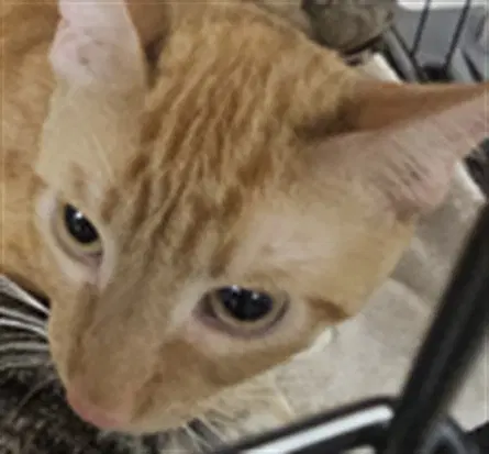 Scott - Domestic Short Hair