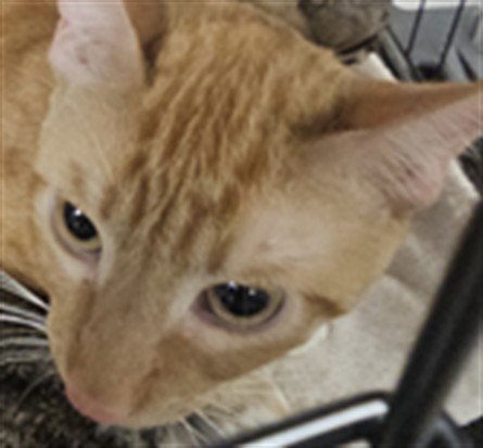 SCOTT, a cat for adoption from West Valley Animal Care and Control Center