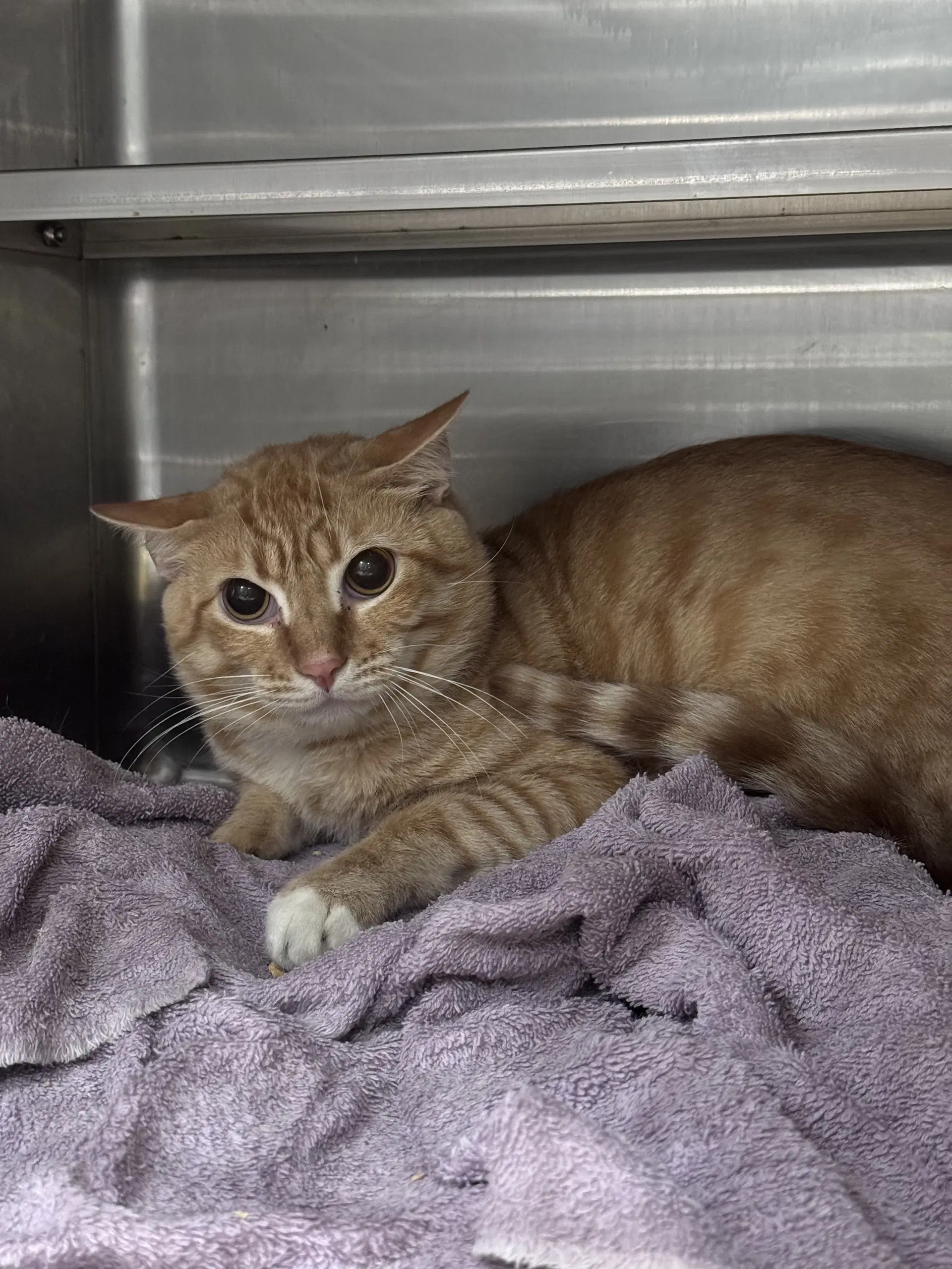 Scott - Domestic Short Hair