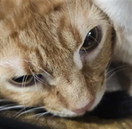 Emma - Domestic Short Hair