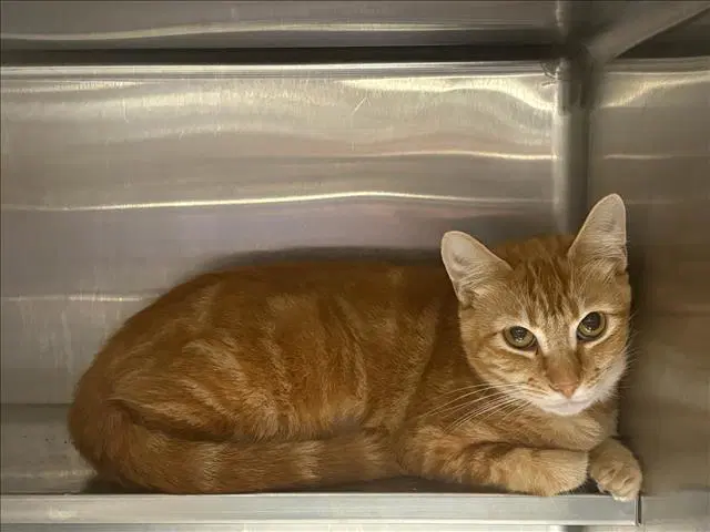 Emma - Domestic Short Hair