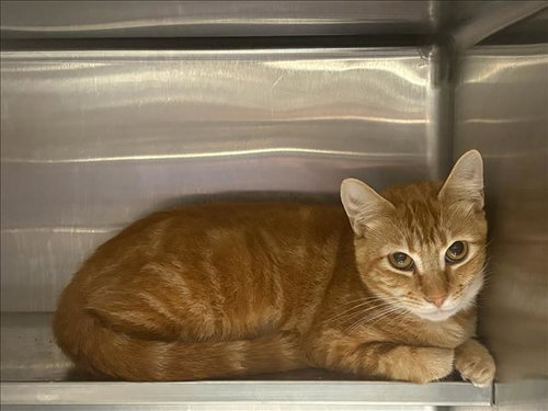 EMMA, a cat for adoption from West Valley Animal Care and Control Center