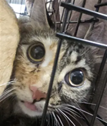 Logan - Domestic Short Hair