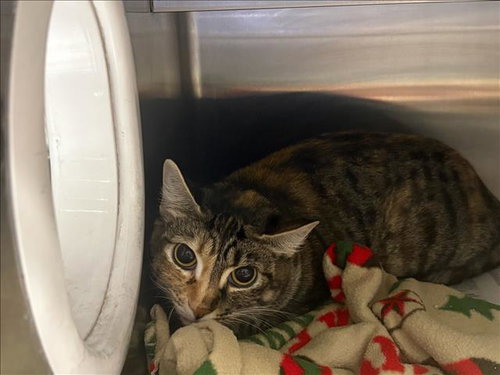 LOLLY, a cat for adoption from West Valley Animal Care and Control Center