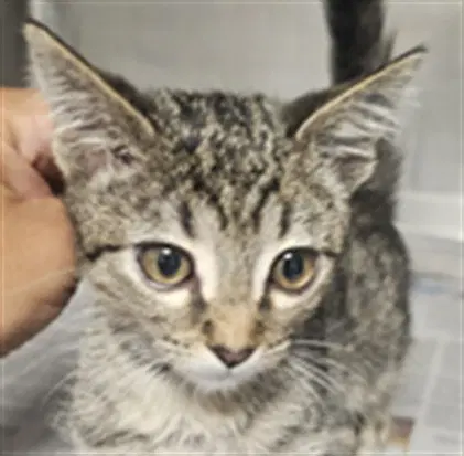 Polaris - Domestic Short Hair
