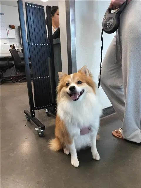 Fluffy - Pomeranian