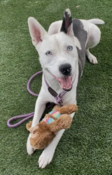 Mystic - Pit Bull Terrier