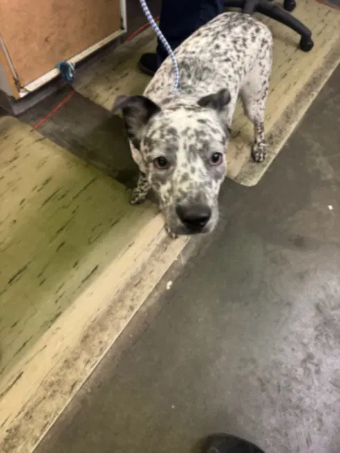 Spot - Australian Cattle Dog/Blue Heeler