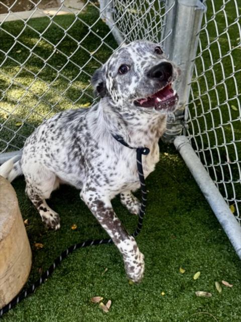 SPOT, a dog for adoption from West Valley Animal Care and Control Center