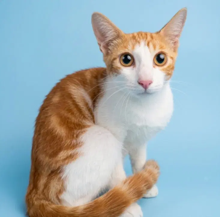 Mango - Domestic Short Hair