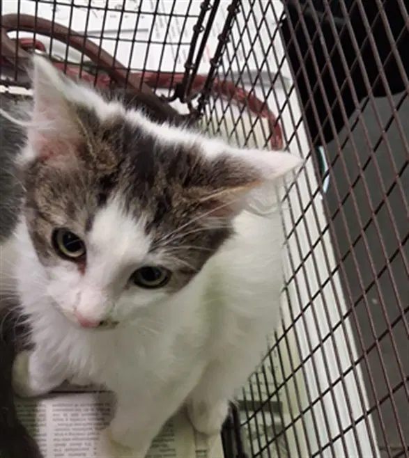 Quinn - Domestic Short Hair