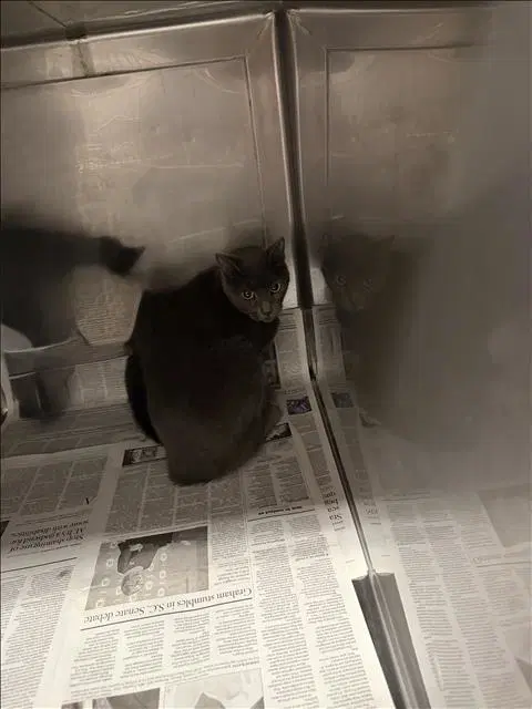 Stormie - Domestic Short Hair