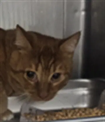 Flicker - Domestic Short Hair