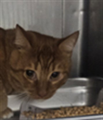 FLICKER, a cat for adoption from West Valley Animal Care and Control Center