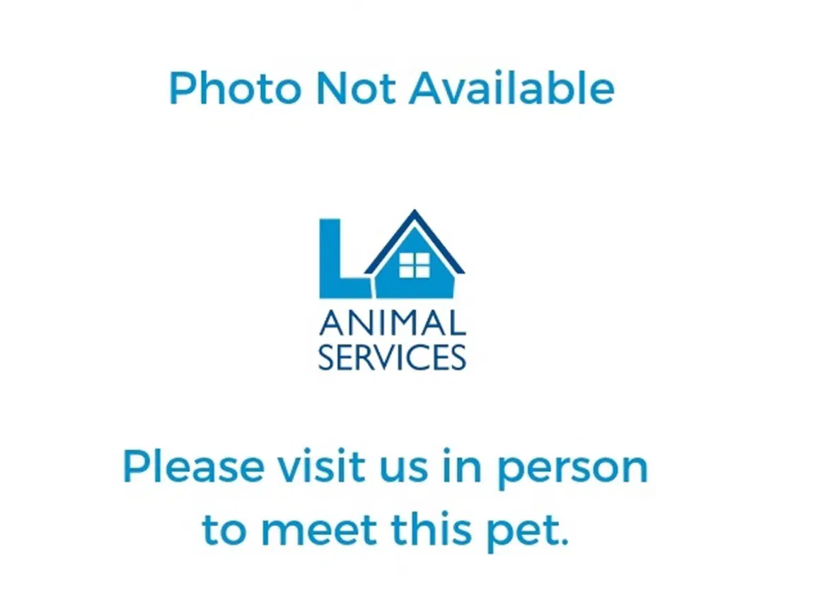 Zeus - Pit Bull Terrier