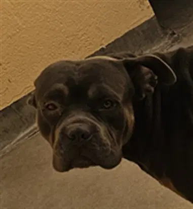 Zeus - Pit Bull Terrier