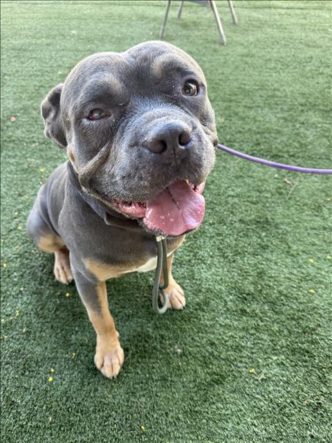 ZEUS, a dog for adoption from West Valley Animal Care and Control Center