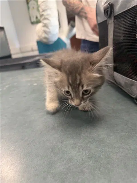 Galaxy - Domestic Short Hair