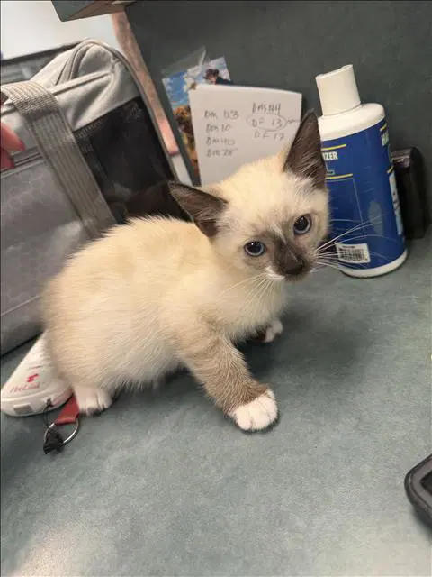 Kane - Domestic Short Hair