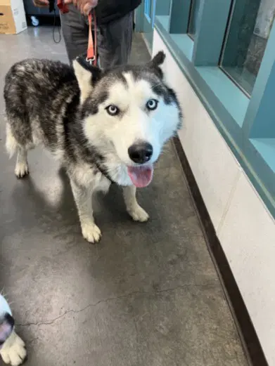 Chopper - Siberian Husky