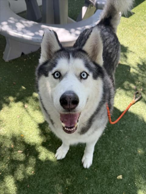 CHOPPER, a dog for adoption from West Valley Animal Care and Control Center