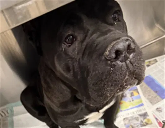 Mamas - Cane Corso Mastiff
