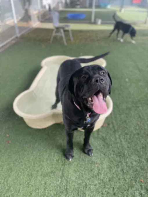 Lucky - Cane Corso Mastiff