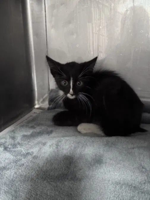Stewie - Domestic Short Hair