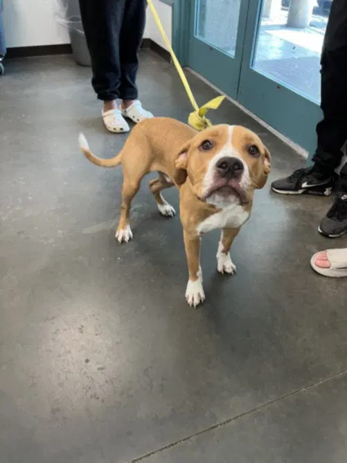 Ty - American Staffordshire Terrier
