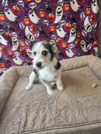 Casper - Jack Russell Terrier (Parson Russell Terrier)