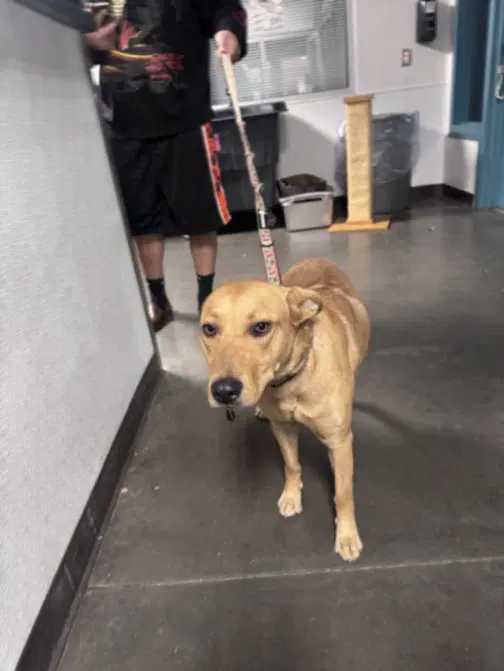 Maggie - Carolina Dog