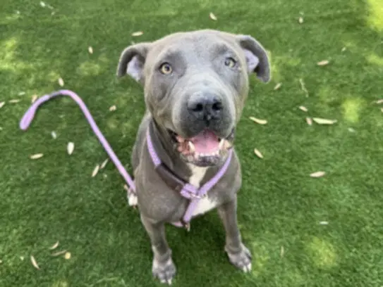 Luna - Pit Bull Terrier