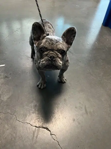 Lille - French Bulldog