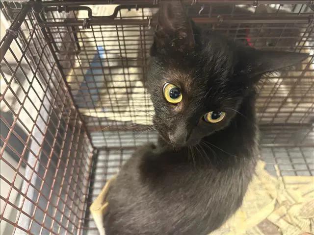 Isabelle - Domestic Short Hair