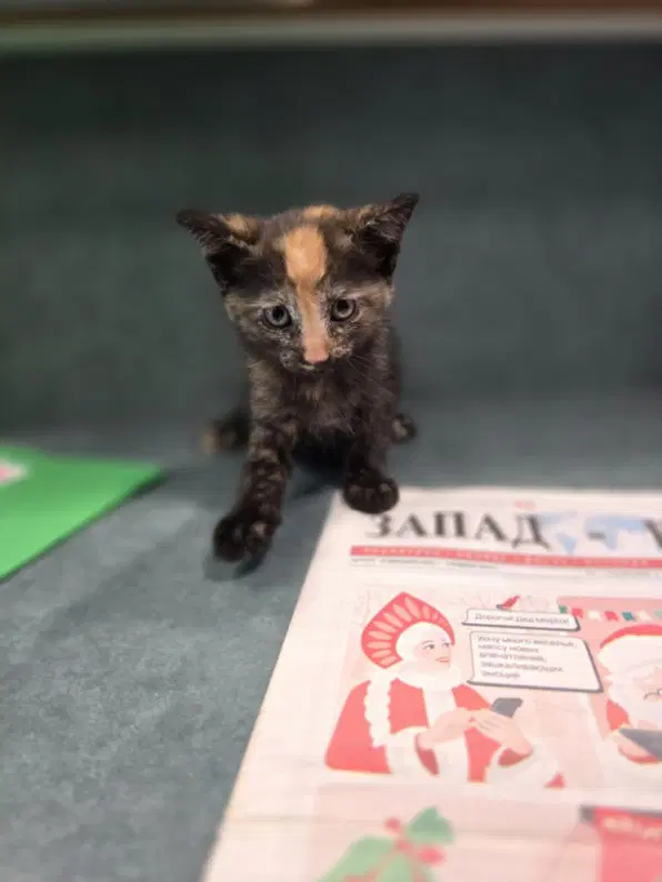 Georgia - Domestic Short Hair