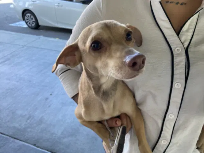 Dobbie - Chihuahua