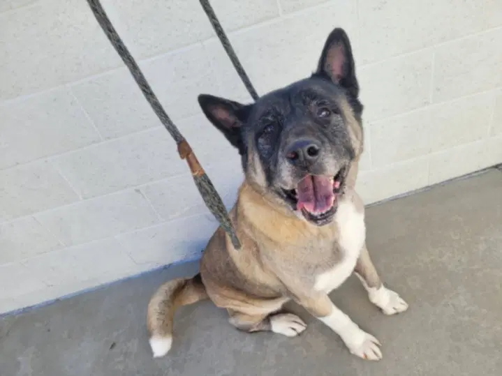 Auggie - Akita