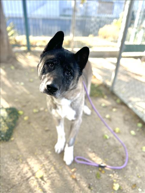 AUGGIE, a dog for adoption from West Valley Animal Care and Control Center
