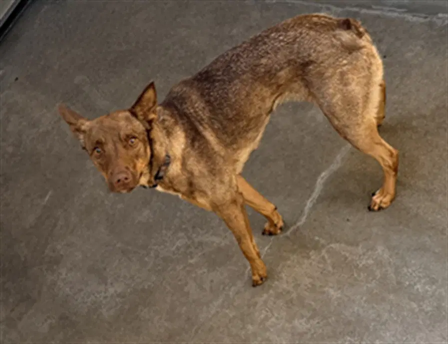 Hanna - Australian Kelpie