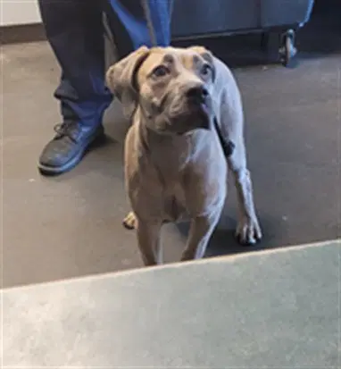 Daisy - Mastiff