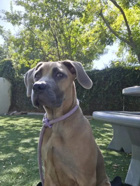 Daisy - Mastiff