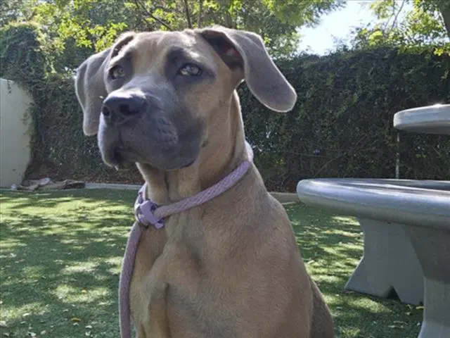 Daisy - Mastiff