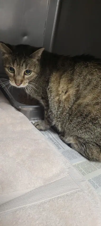 Rosario - Domestic Short Hair